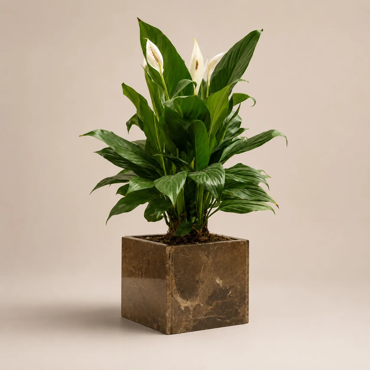 Cachepot Marrom Imperador — Marrom Imperador